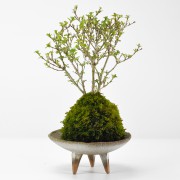 香丁木の苔玉