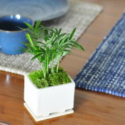 テーブルヤシのモダン盆栽風 陶板付き