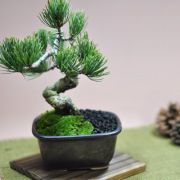 激安 お試し盆栽 五葉松