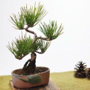 黒松 瀬戸焼小鉢
