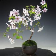 豆桜　瀬戸焼鉢