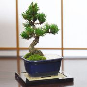 お手頃価格な格安お試し盆栽 五葉松 青鉢