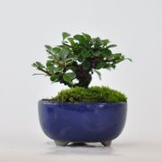 白花長寿梅