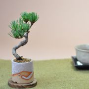 ミニミニ五葉松  白砂丸鉢