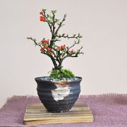 母の日の花盆栽ミニ長寿梅 樹齢3年 藤久手造り小鉢