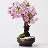 桜　信楽鉢