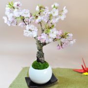 桜のモダン盆栽 受皿付き