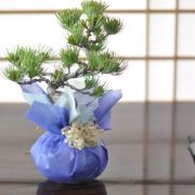 【敬老の日プレゼント】風格のある五葉松 特選盆栽