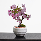 桜 手造り信楽鉢