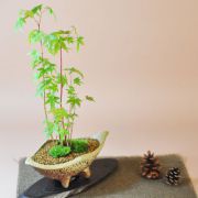 山もみじ寄せ植え　舟形山野草鉢