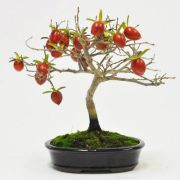 老爺柿 1点もの　No.596