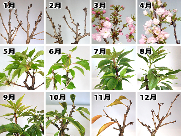 桜12か月の写真