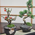 【結婚式用】ペアセット　長寿梅と五葉松の盆栽