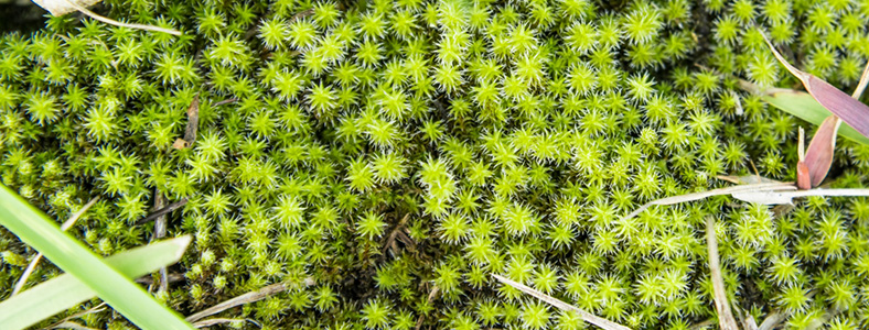 砂苔とは