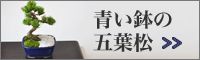 青鉢格安五葉松