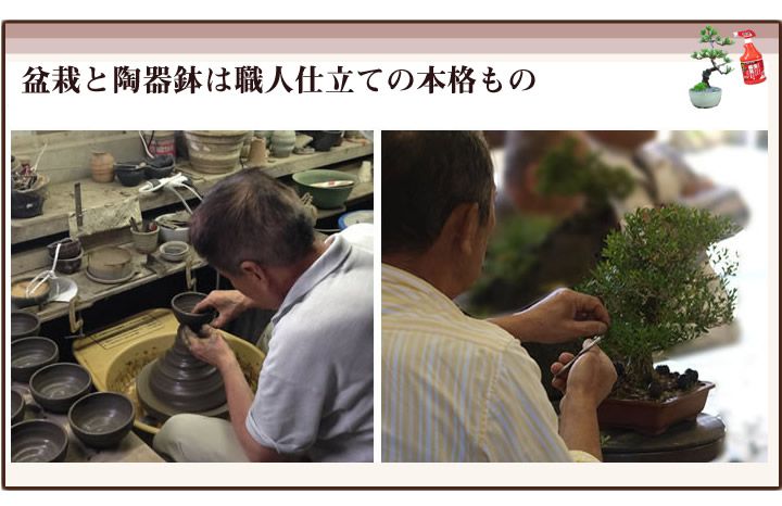 敬老の日のプレゼント　盆栽と陶器鉢は職人仕立ての本格もの