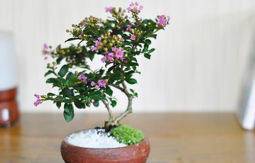 サルスベリの盆栽